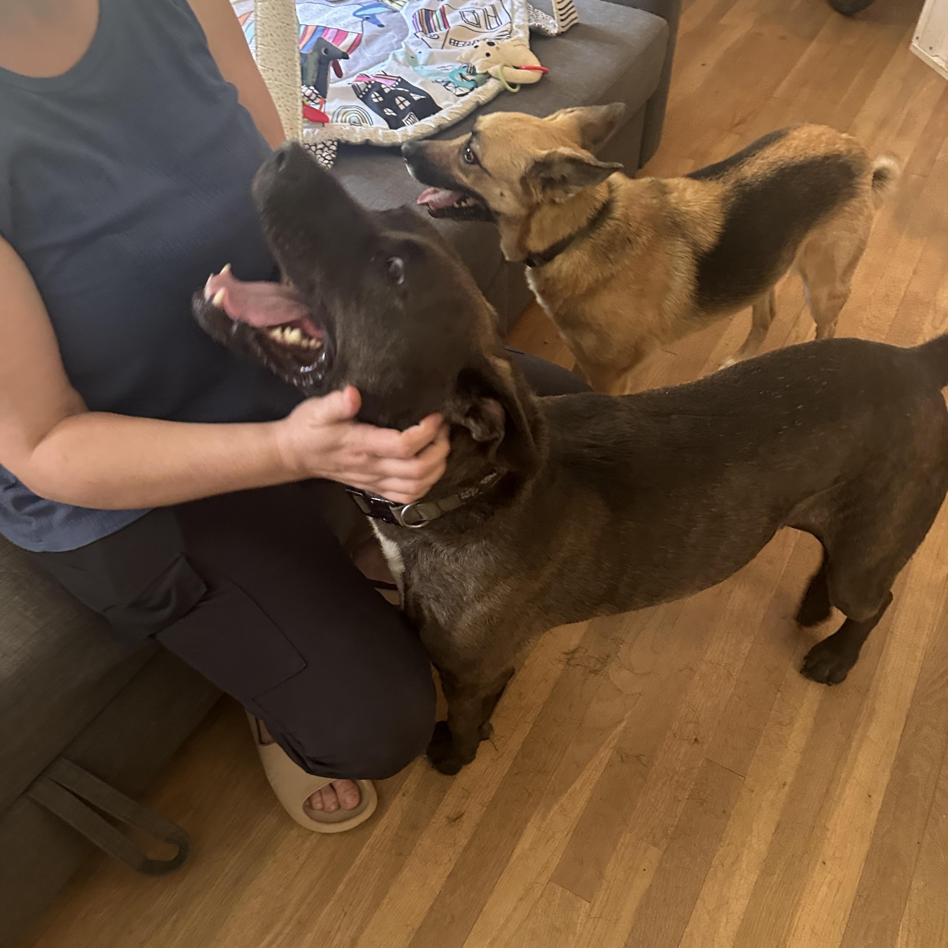 Carl, a Adoptable mixed breed in Roswell, GA image 3/5