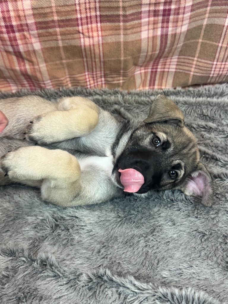 Pimienta, a Adoptable mixed breed in Phoenix, AZ image 3/6