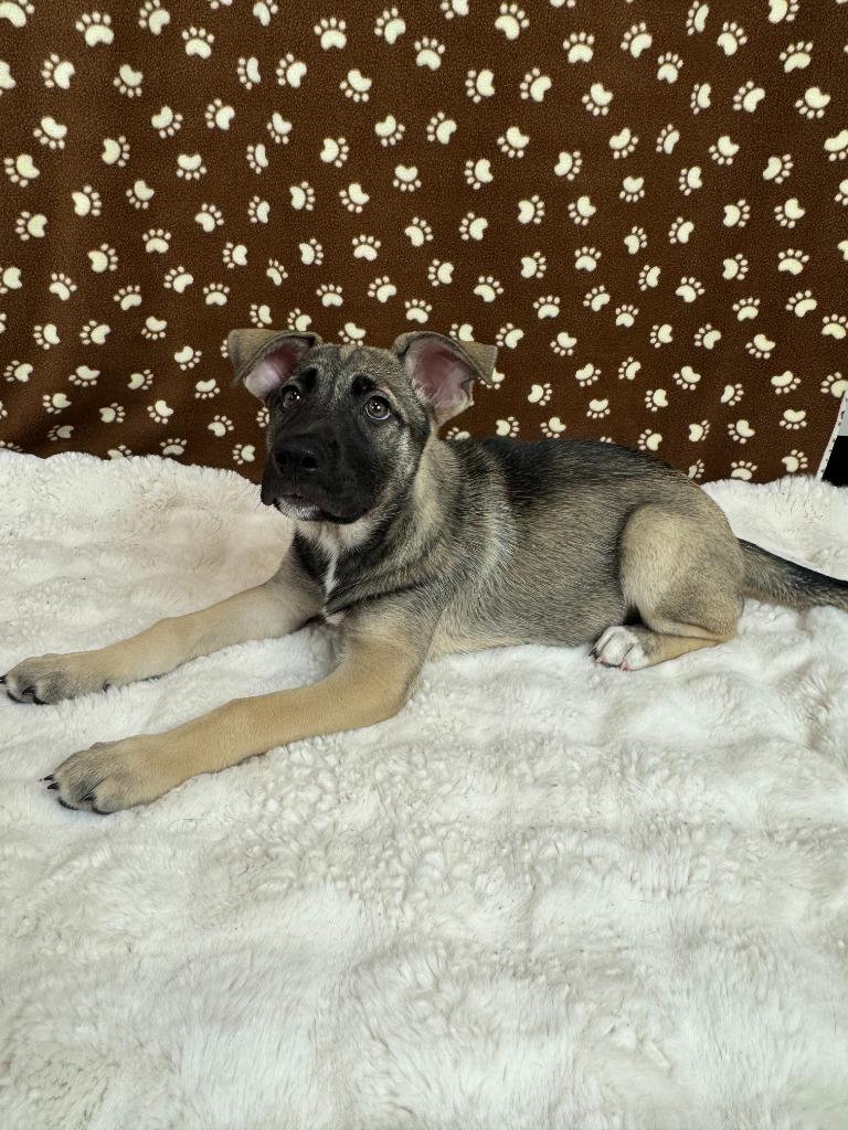 Pimienta, a Adoptable mixed breed in Phoenix, AZ image 4/6