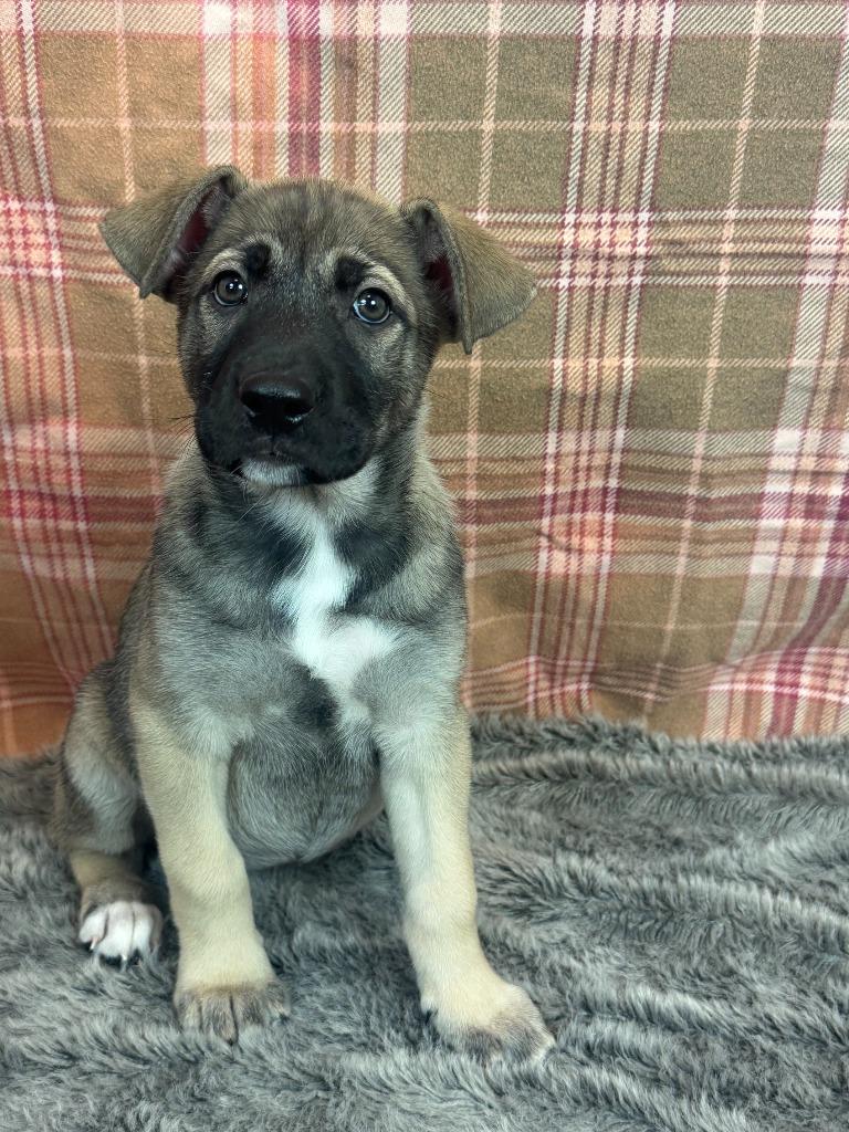 Pimienta, a Adoptable mixed breed in Phoenix, AZ image 5/6