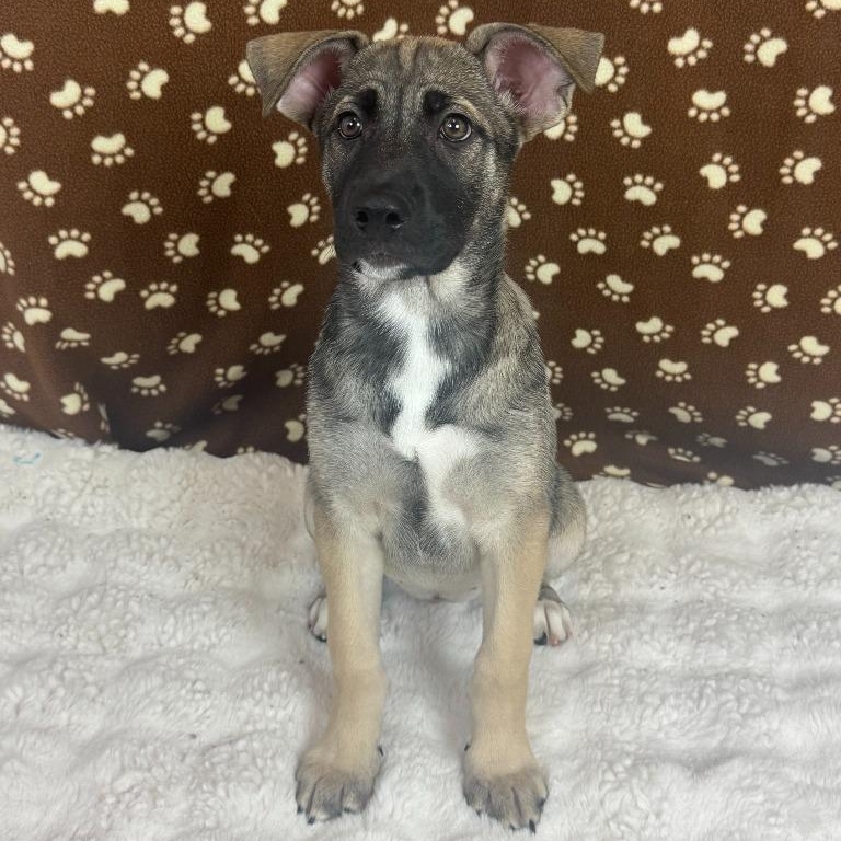 Pimienta, Adoptable, Puppy Female Husky & Presa Canario.