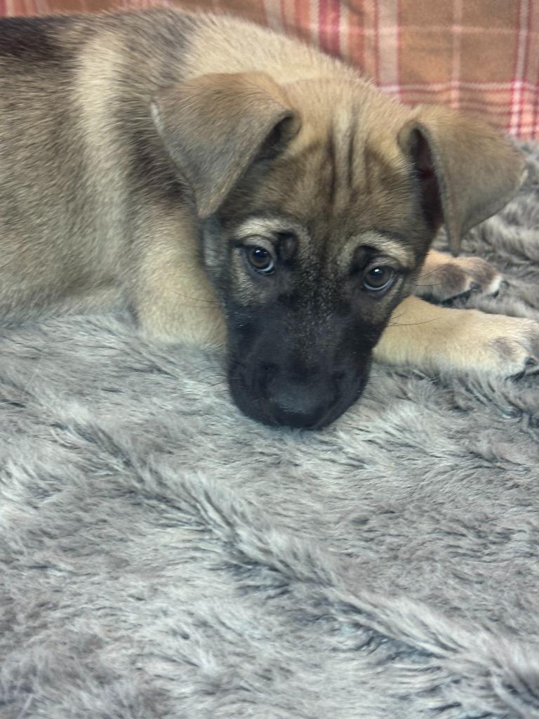 Pimienta, a Adoptable mixed breed in Phoenix, AZ image 1/6
