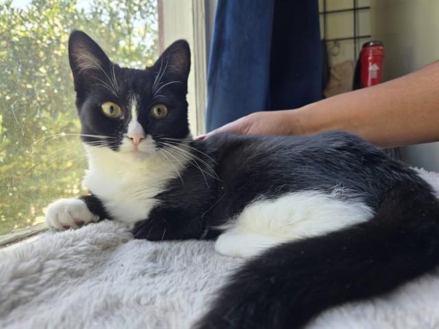 Enlarge OLIVE, a Adoptable Domestic Short Hair in Palo Alto, CA image 1/1