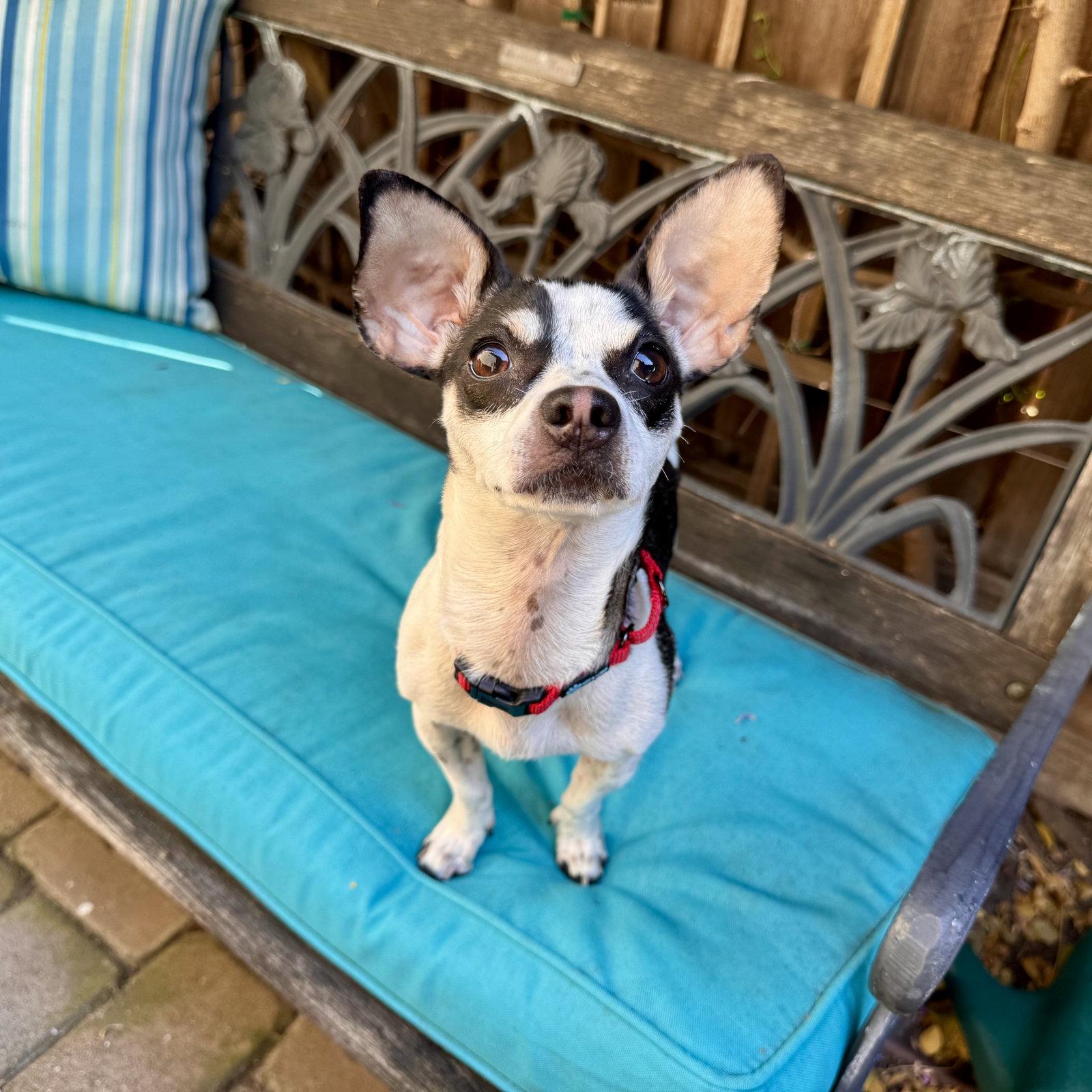 Dottie, Adoptable, Young Female Chihuahua & Rat Terrier.