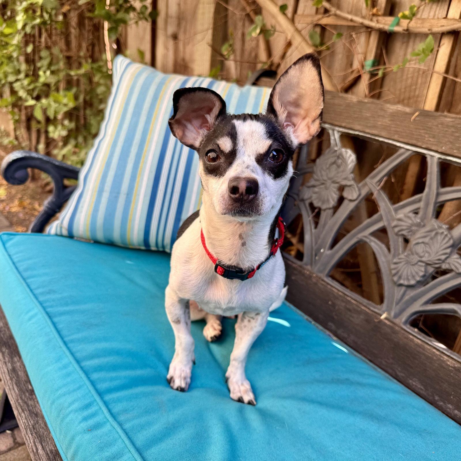 Enlarge Dottie, a Adoptable mixed breed in Santa Clara, CA image 2/3