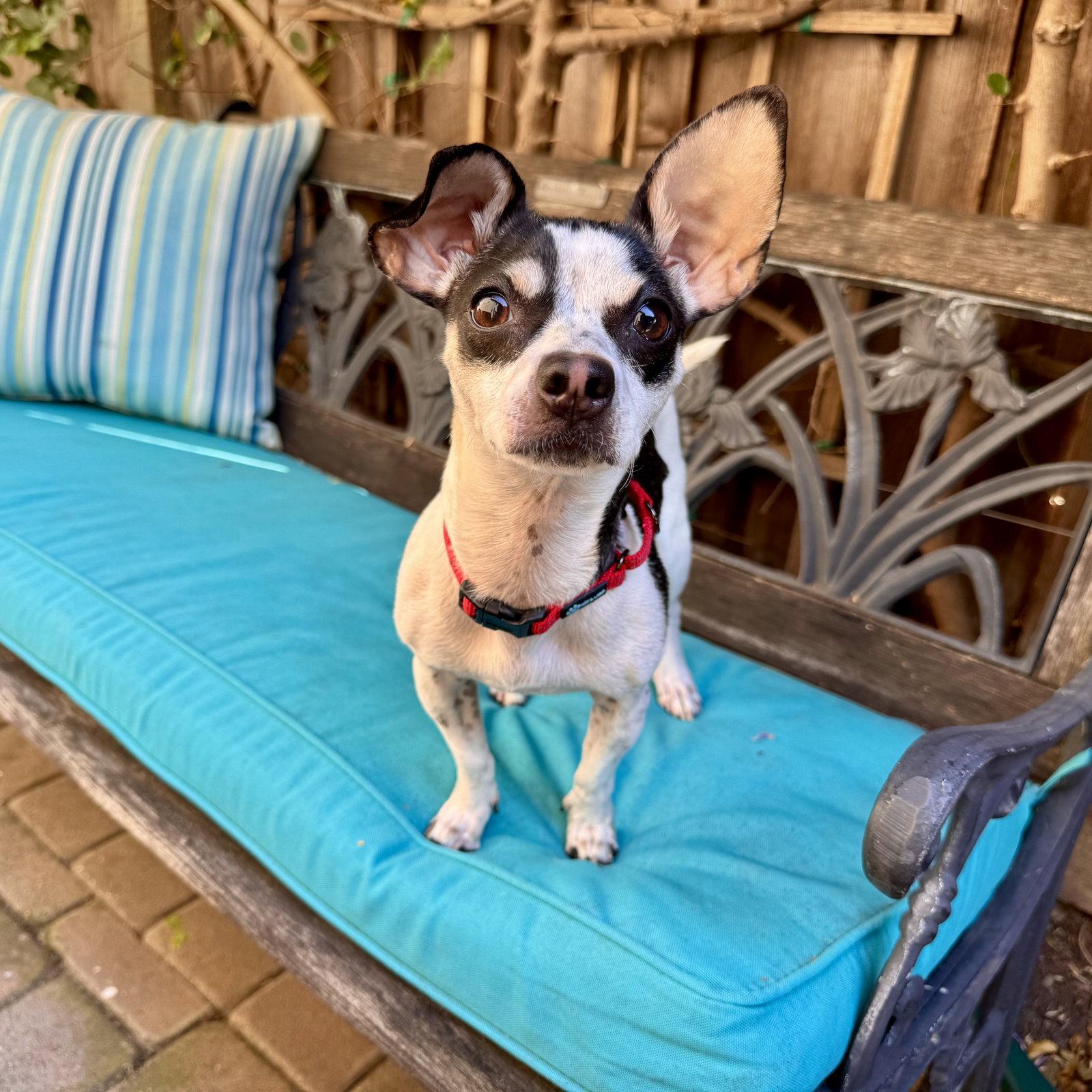 Enlarge Dottie, a Adoptable mixed breed in Santa Clara, CA image 3/3