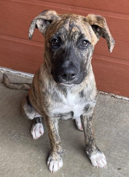 Enlarge Neapolitan, an adopted Terrier in Stanwood, WA image 2/3
