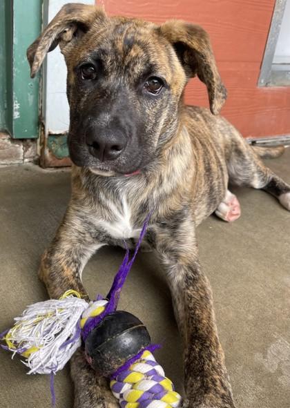 Neapolitan, adopted, Puppy Female Terrier.