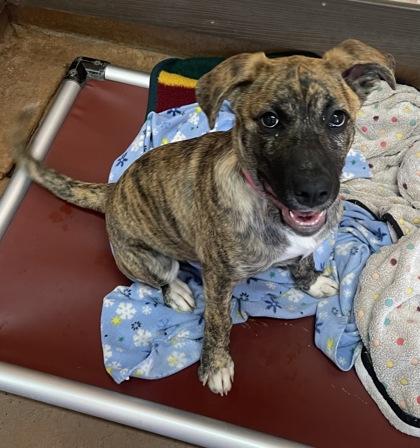 Enlarge Neapolitan, an adopted Terrier in Stanwood, WA image 3/3