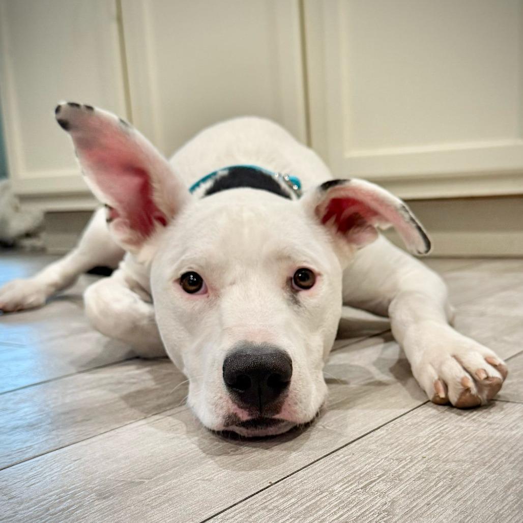 Enlarge Daisy, a Adoptable Pit Bull Terrier in Chandler, AZ image 1/6