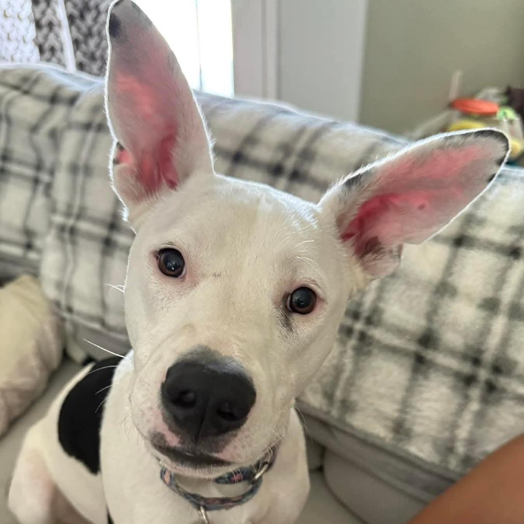 Enlarge Daisy, a Adoptable Pit Bull Terrier in Chandler, AZ image 3/6