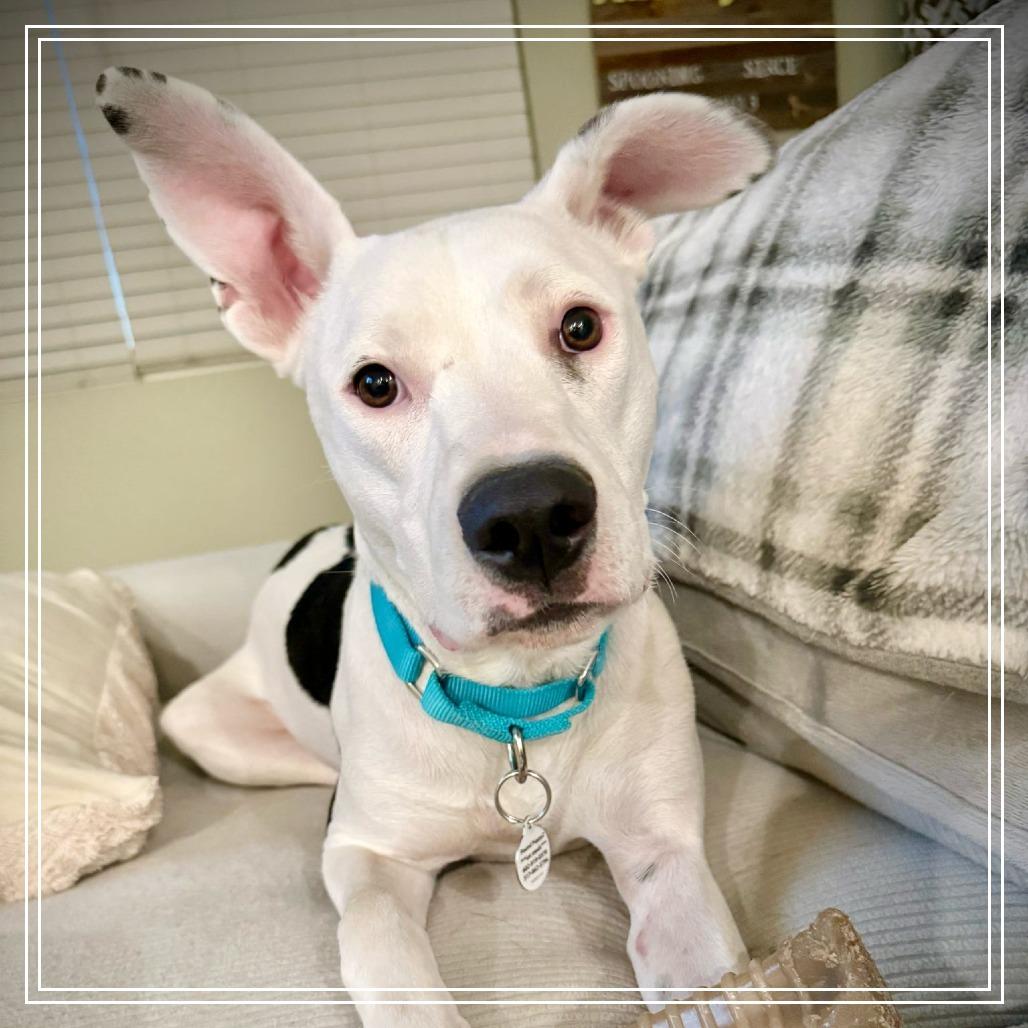 Enlarge Daisy, a Adoptable Pit Bull Terrier in Chandler, AZ image 4/6