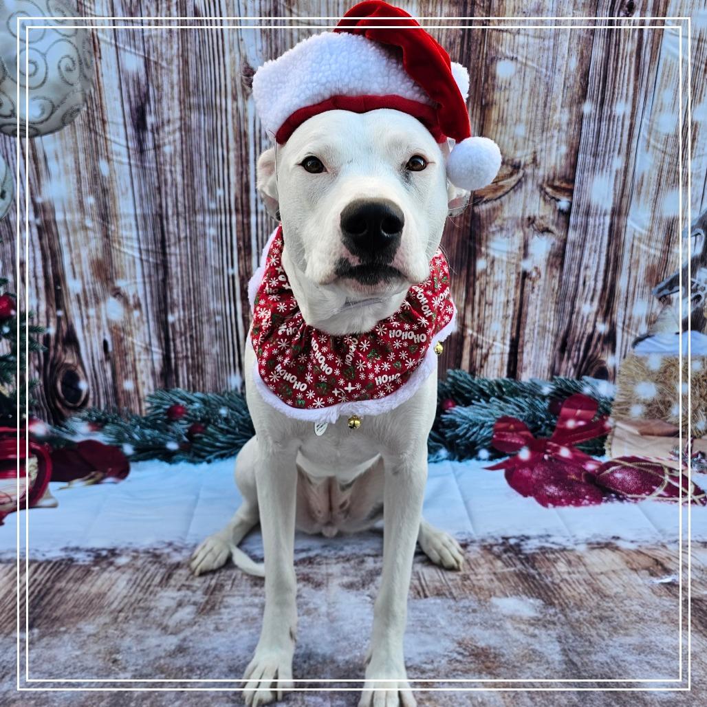 Enlarge Daisy, a Adoptable Pit Bull Terrier in Chandler, AZ image 6/6