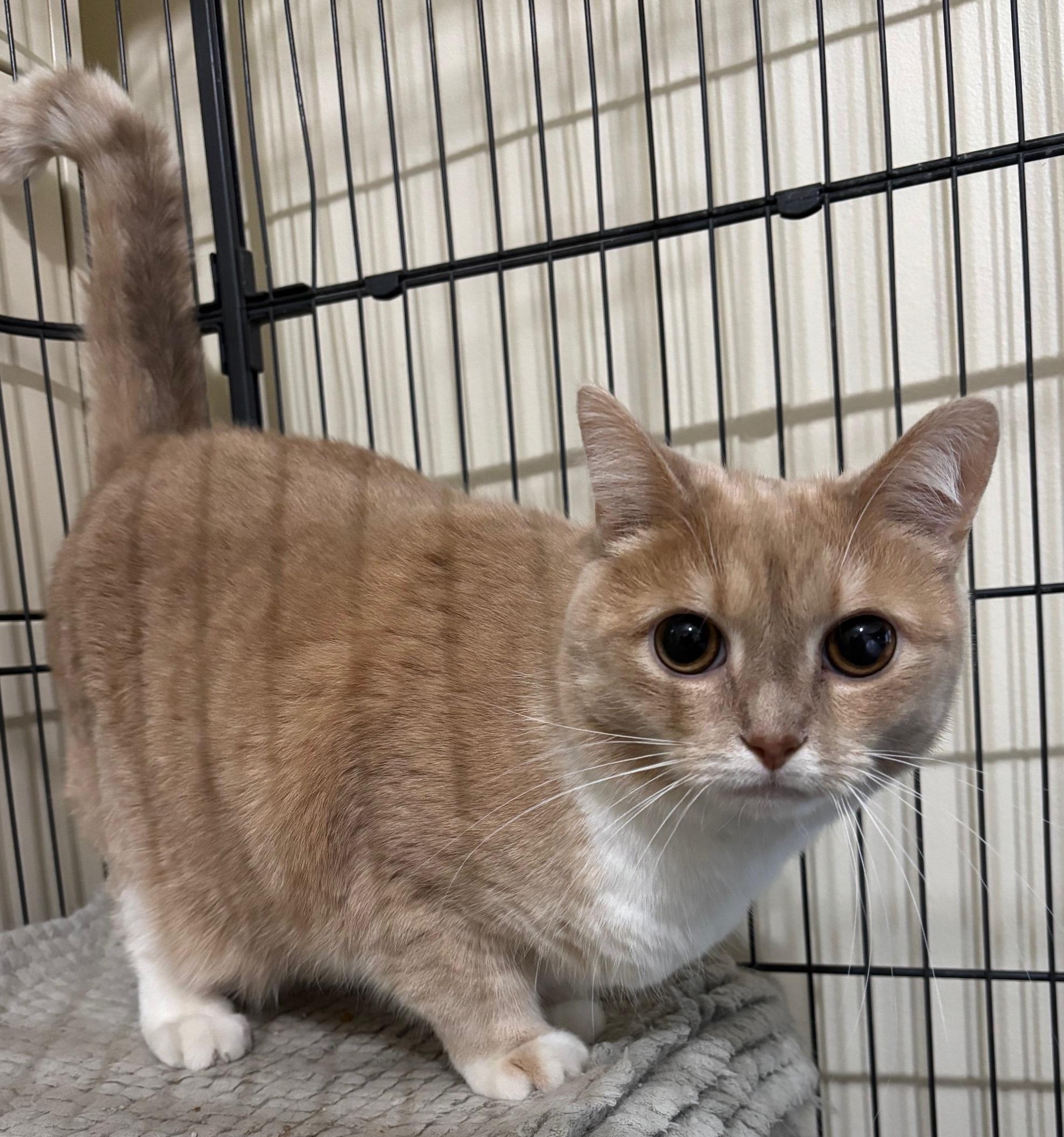 Busy, a Adoptable Domestic Short Hair in Ashland, VA image 3/4