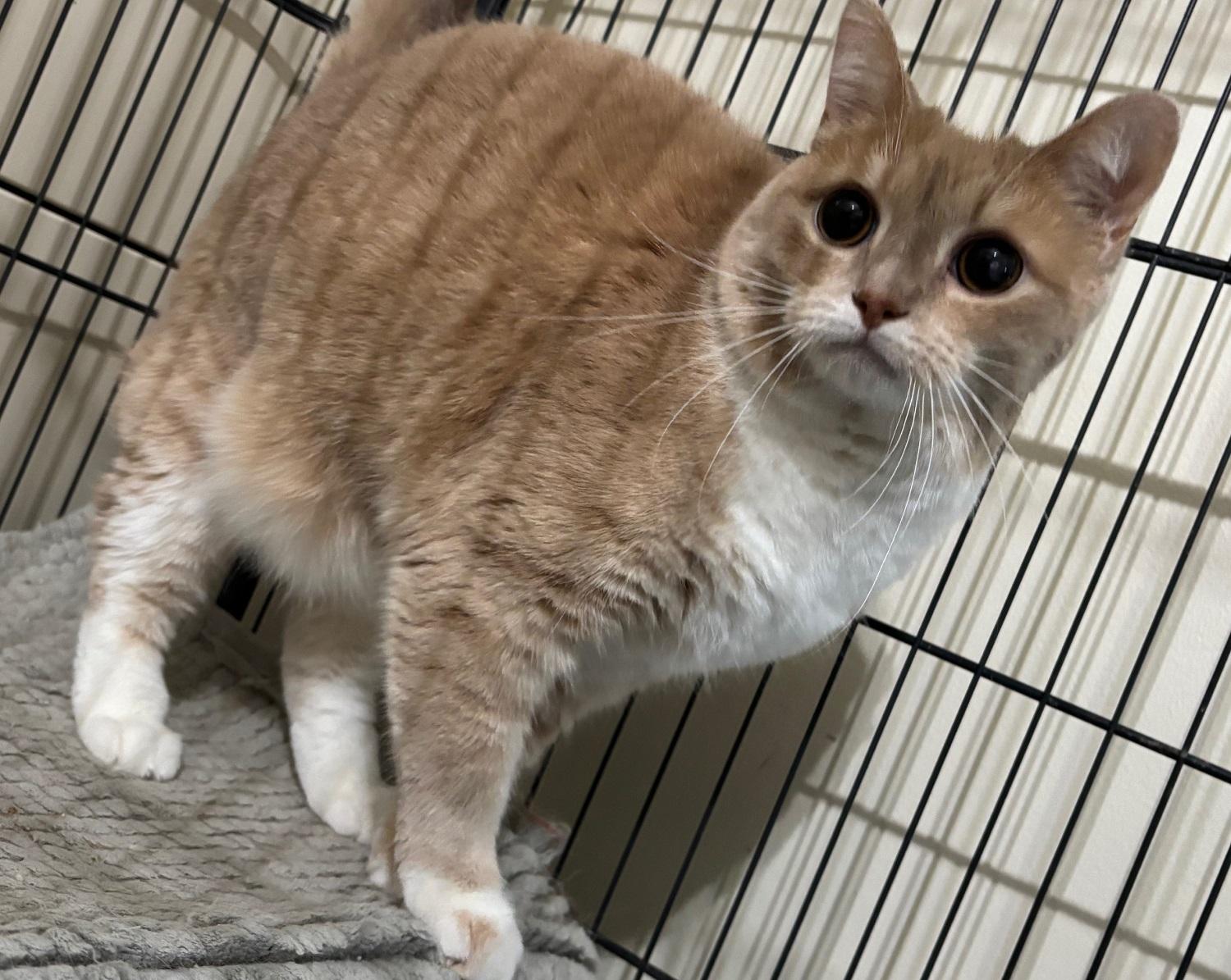 Busy, a Adoptable Domestic Short Hair in Ashland, VA image 4/4