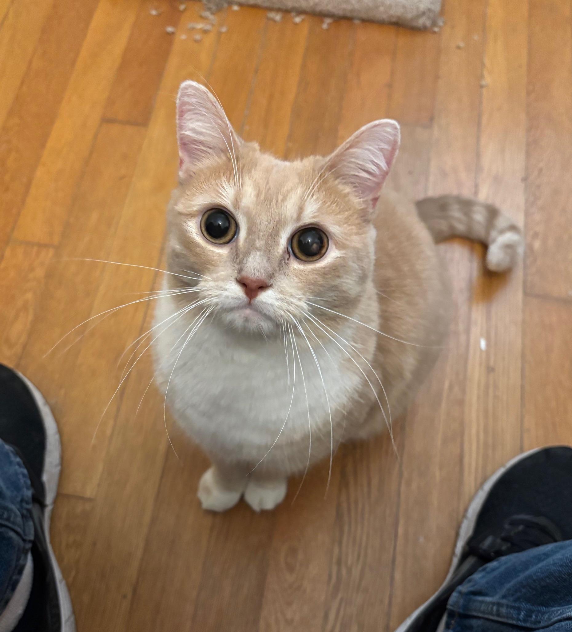 Busy, Adoptable, Young Male Domestic Short Hair.