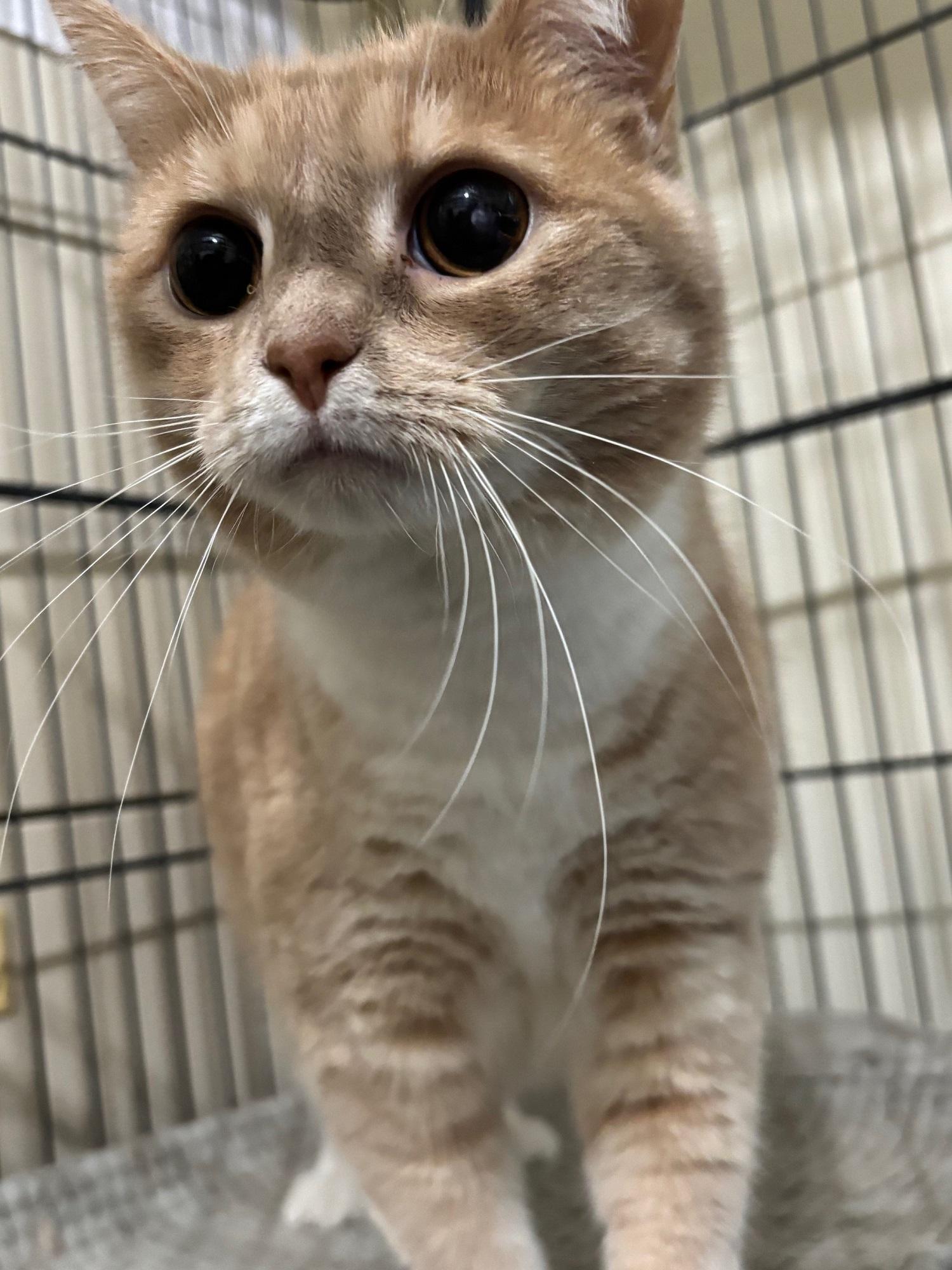 Busy, a Adoptable Domestic Short Hair in Ashland, VA image 2/4