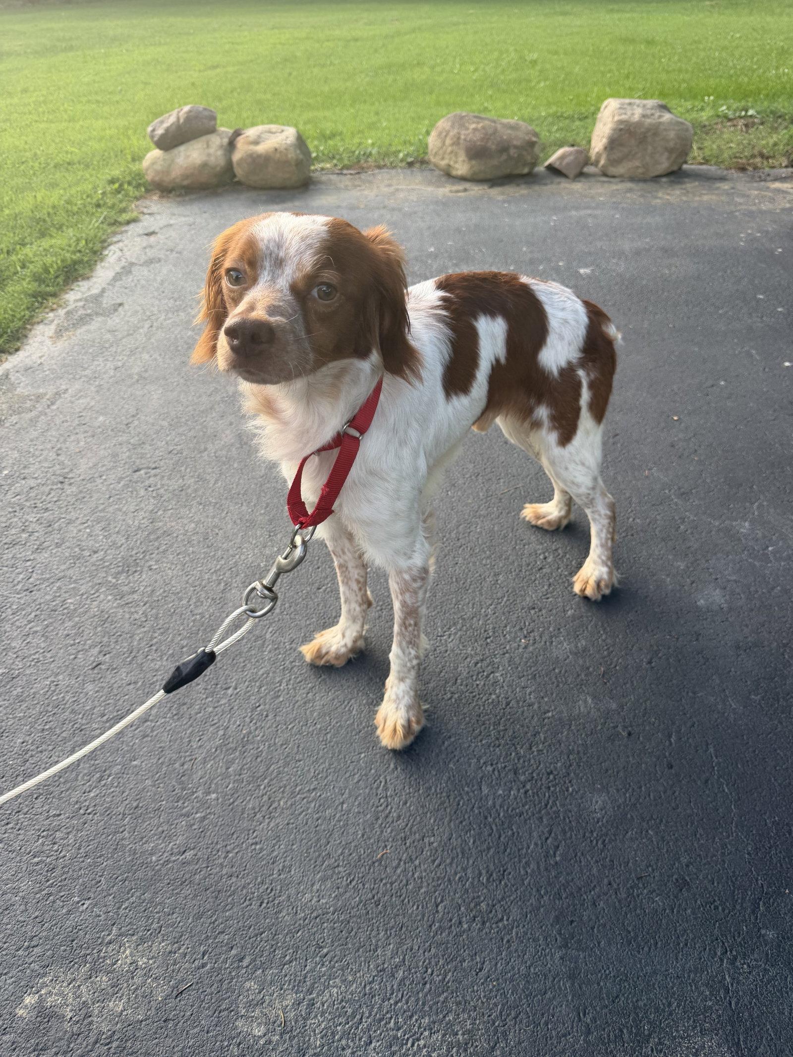 TN/Hank Jr, Adoptable, Young Male Brittany Spaniel.