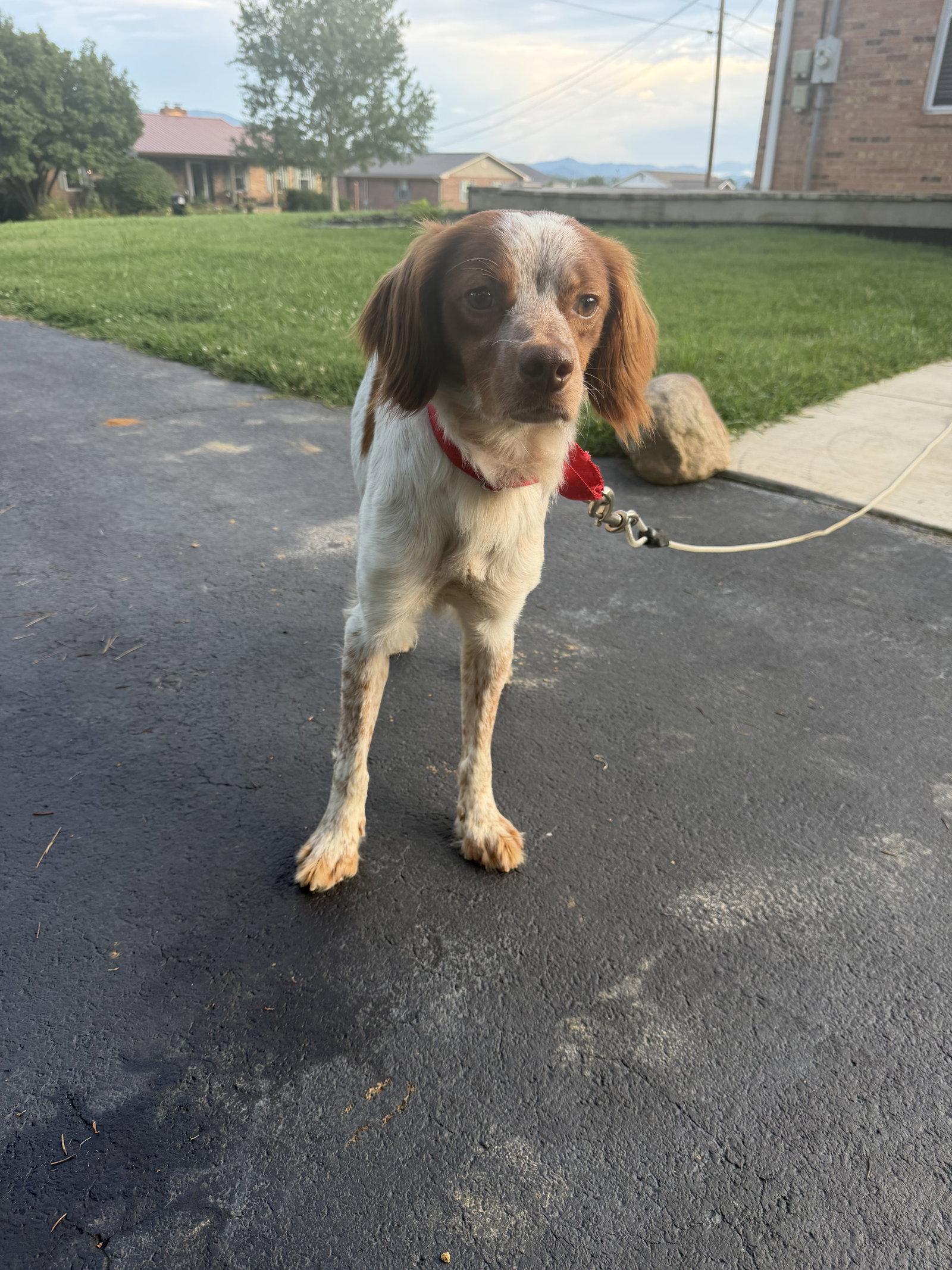 Enlarge TN/Hank Jr, a Adoptable Brittany Spaniel in Memphis, TN image 2/3