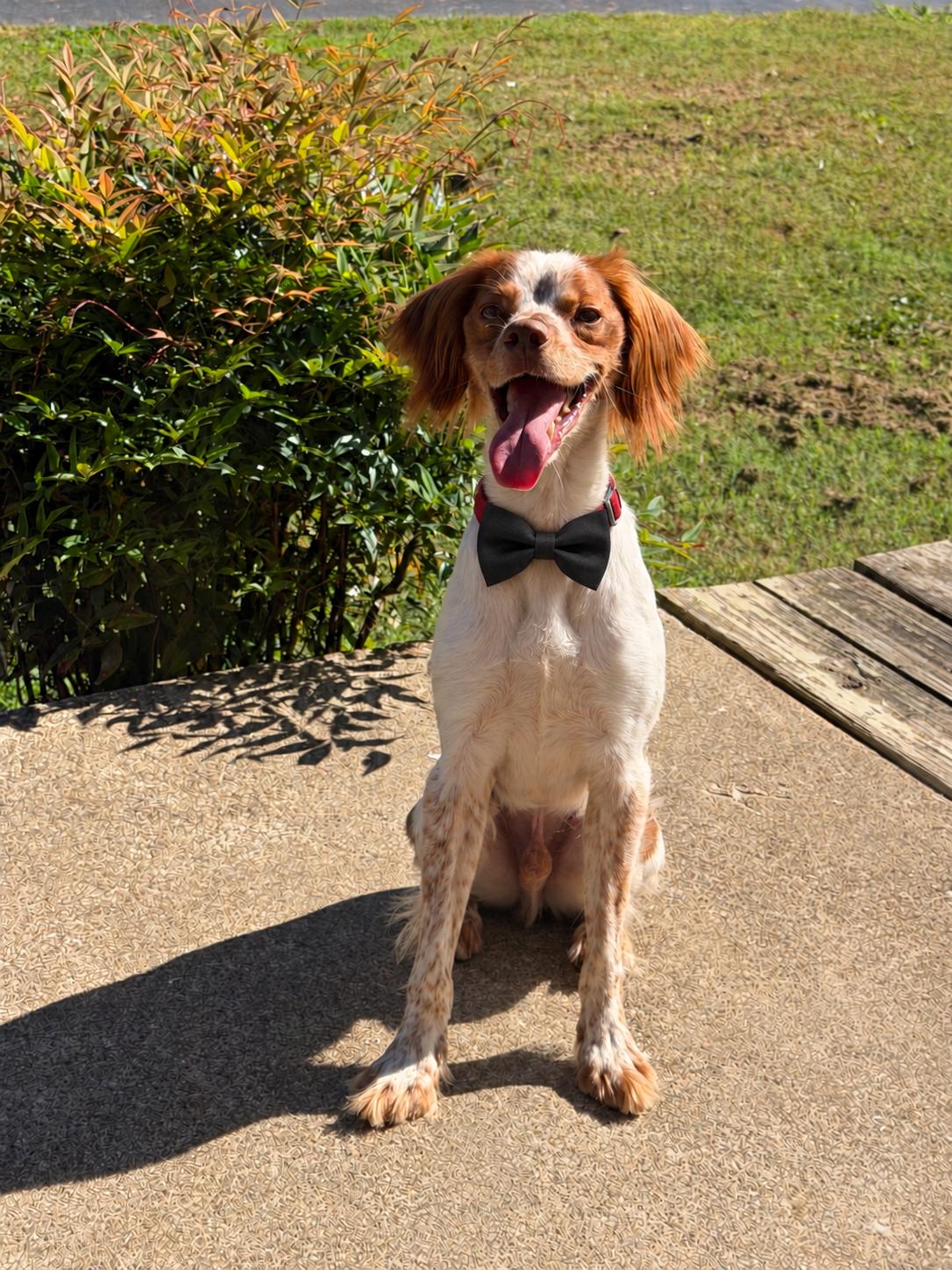 TN/Hank Jr, Adoptable, Young Male Brittany Spaniel.