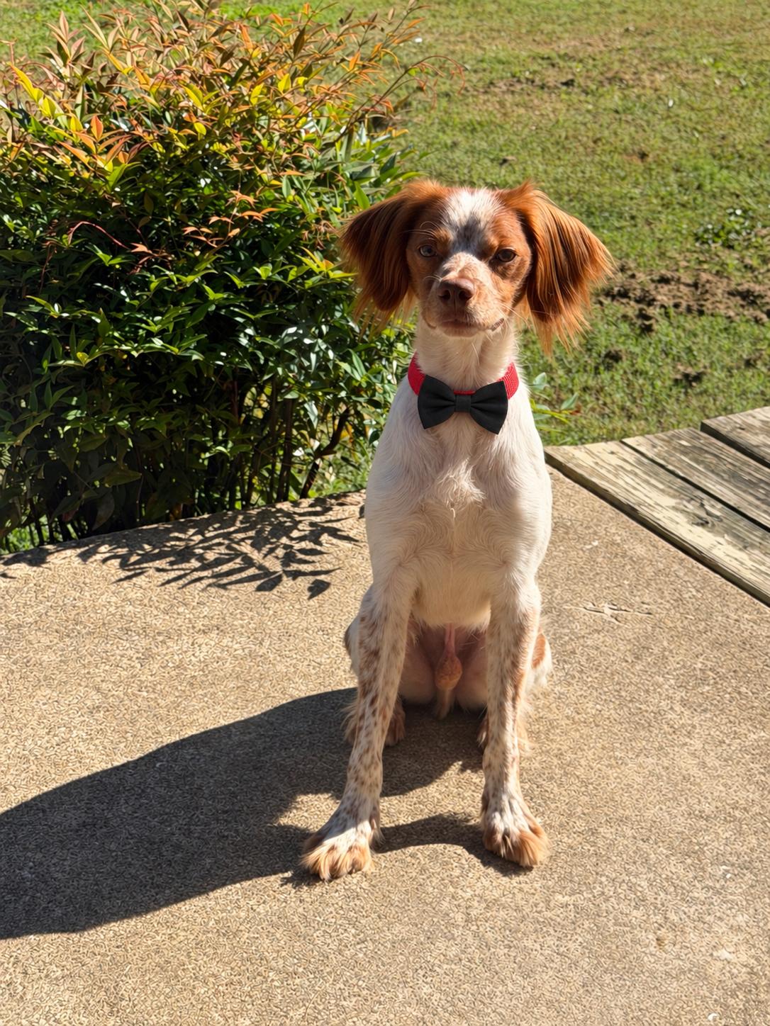 Enlarge TN/Hank Jr, a Adoptable Brittany Spaniel in Memphis, TN image 2/3