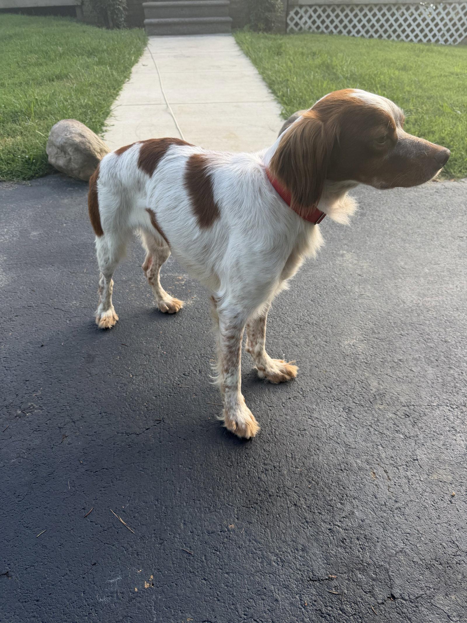 Enlarge TN/Hank Jr, a Adoptable Brittany Spaniel in Memphis, TN image 3/3