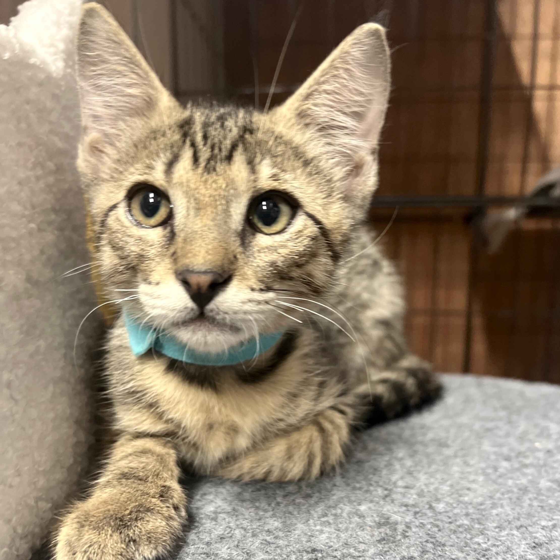 Jolly Rancher Candy — thumbnail 3