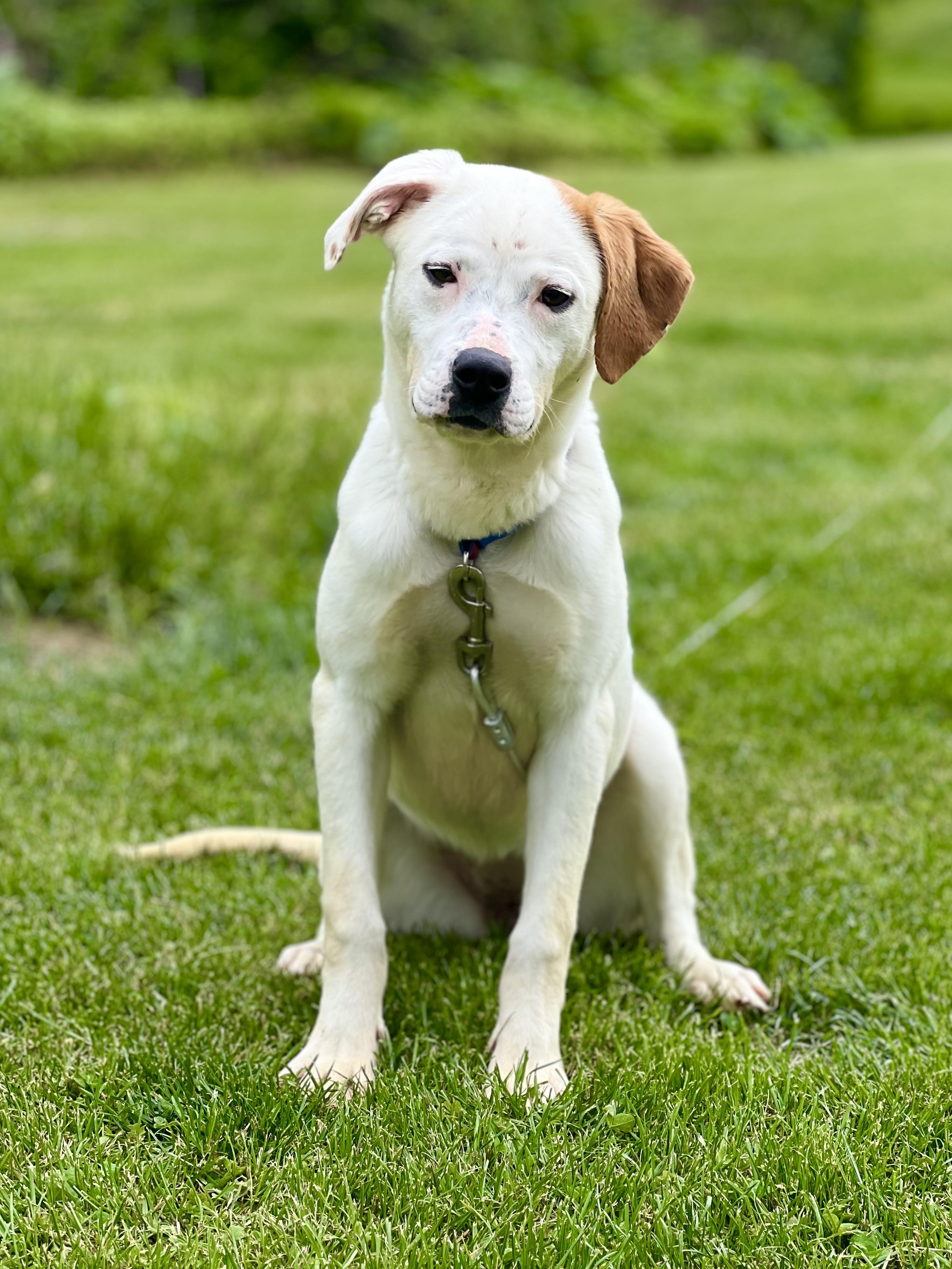 Milky Way, a Adoptable mixed breed in Griswold, CT image 3/6