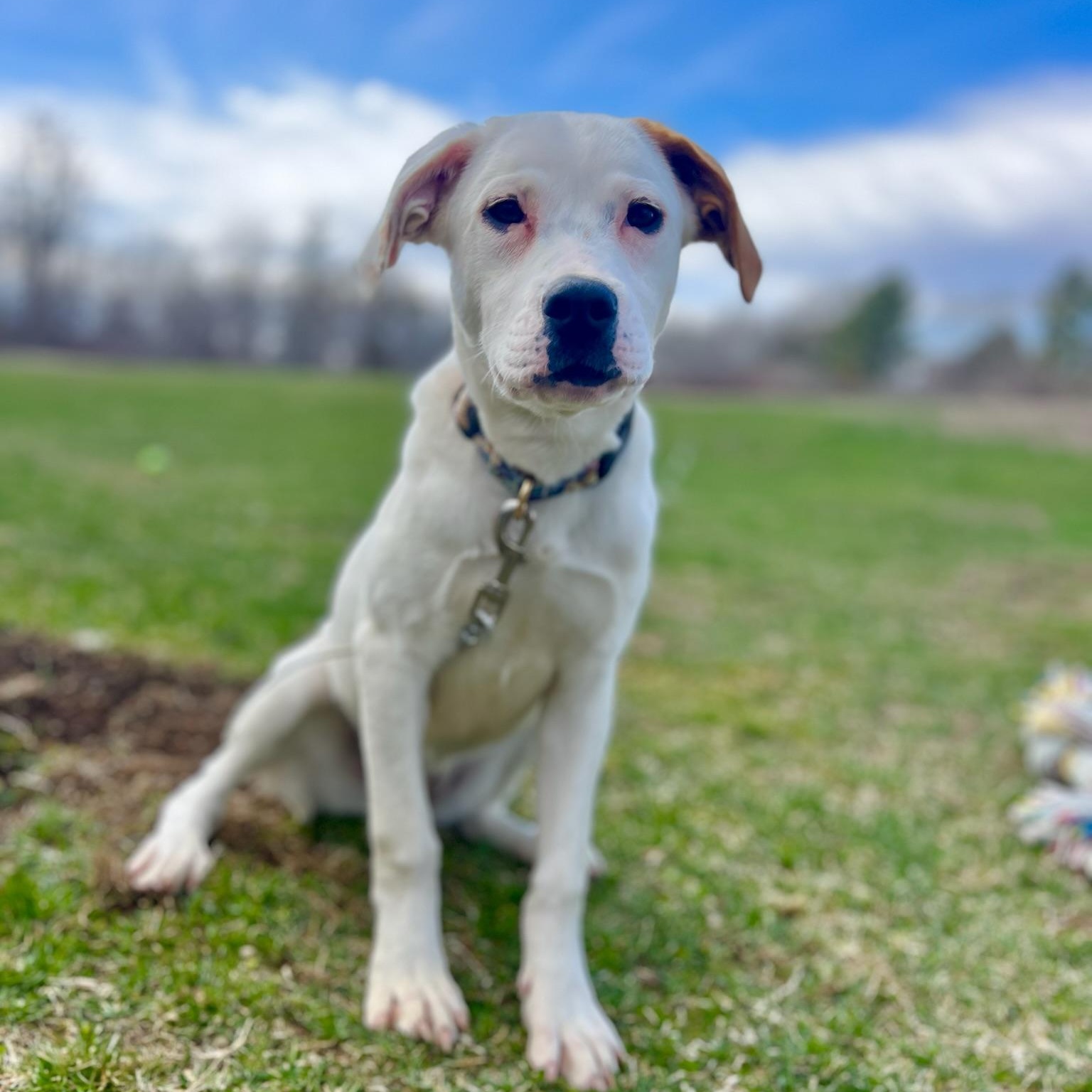 Milky Way, a Adoptable mixed breed in Griswold, CT image 6/6