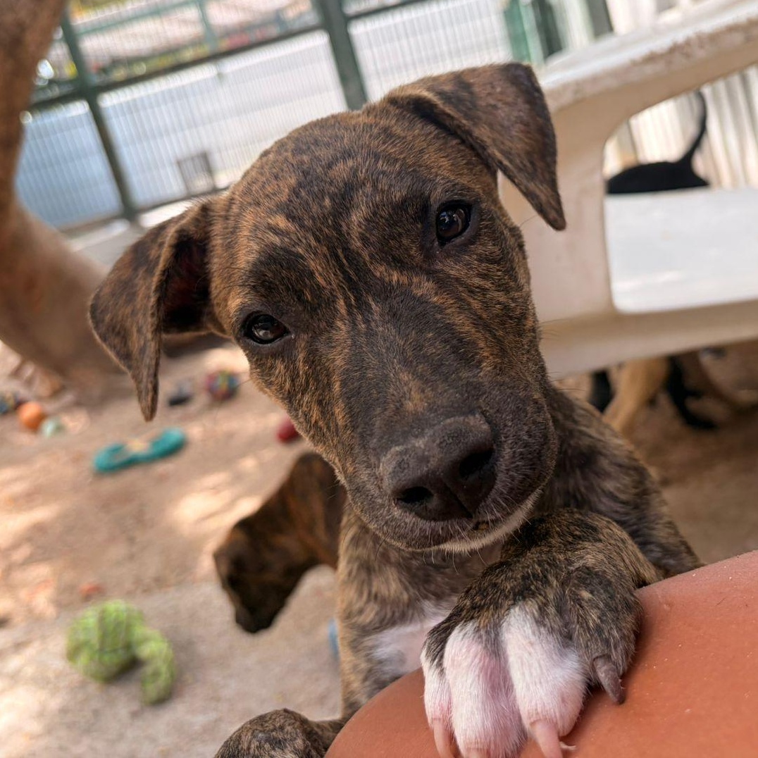 Christophe, a ADOPTABLE Mixed Breed in Thornhill, ON image 2/6