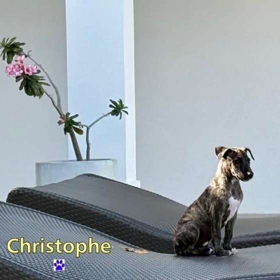 Christophe, a ADOPTABLE Mixed Breed in Thornhill, ON image 4/6