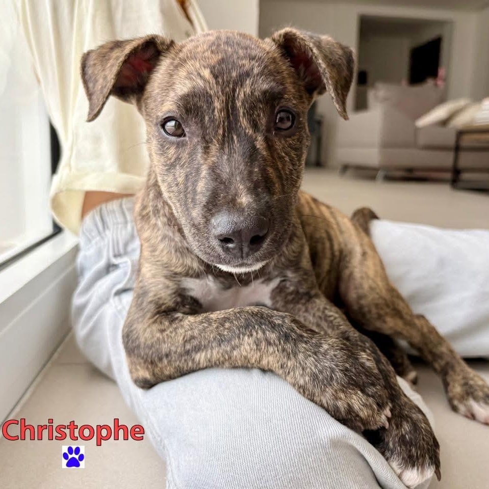 Christophe, ADOPTABLE, Puppy Male Mixed Breed.
