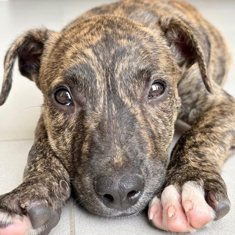 Christophe, a ADOPTABLE Mixed Breed in Thornhill, ON image 3/6