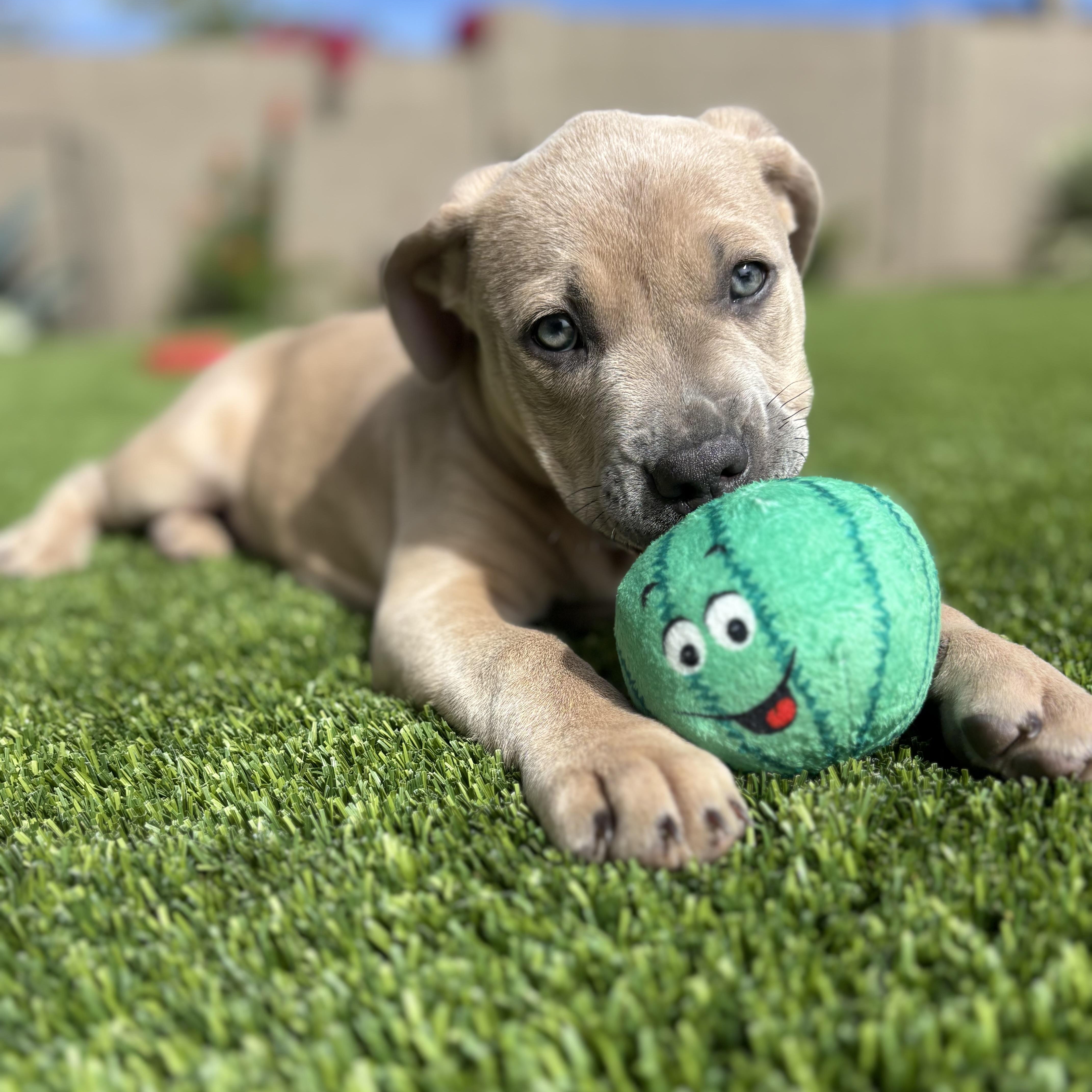 Hannah, adopted, Puppy Female Carolina Dog & Basenji.