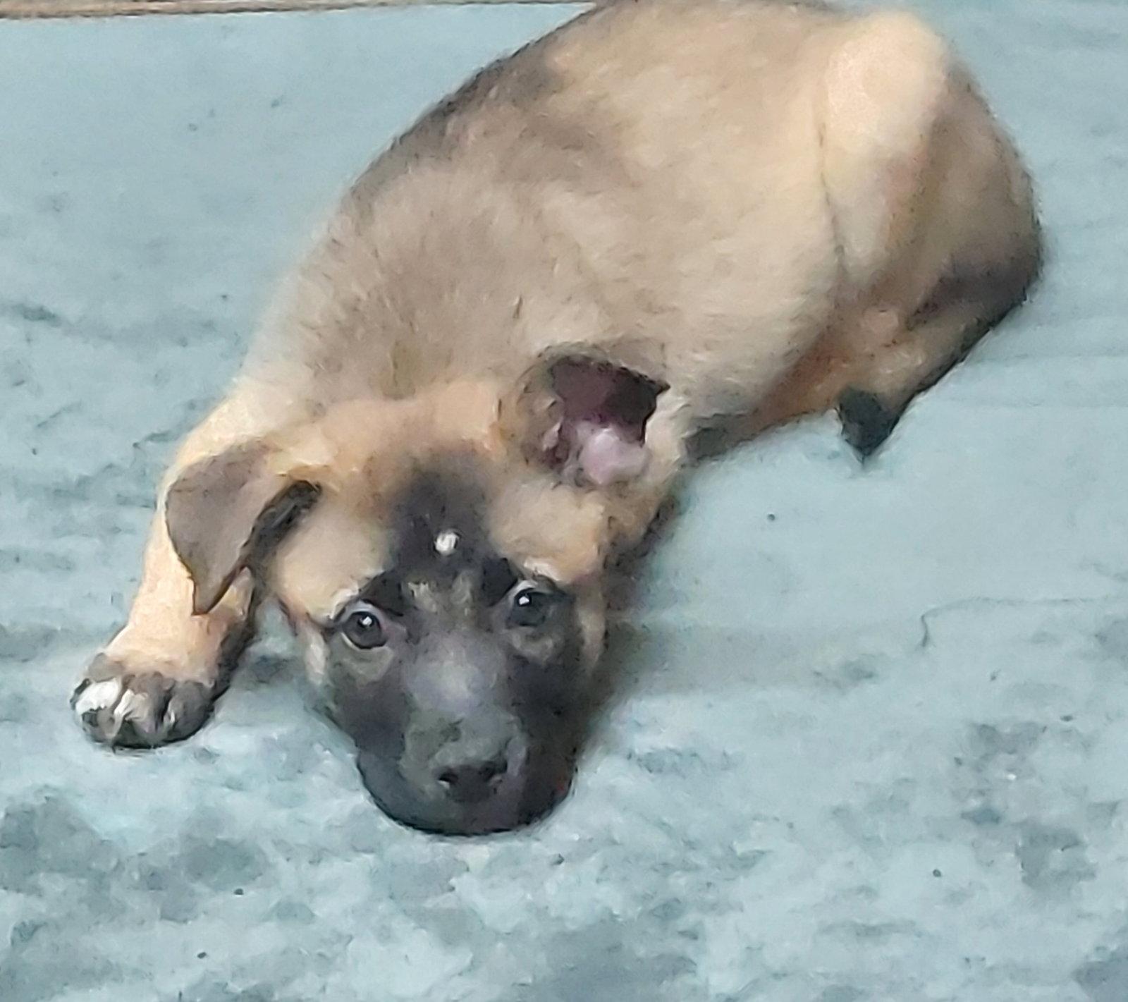 Enlarge Nellie, a Adopted Shepherd in Sanford, FL image 1/3