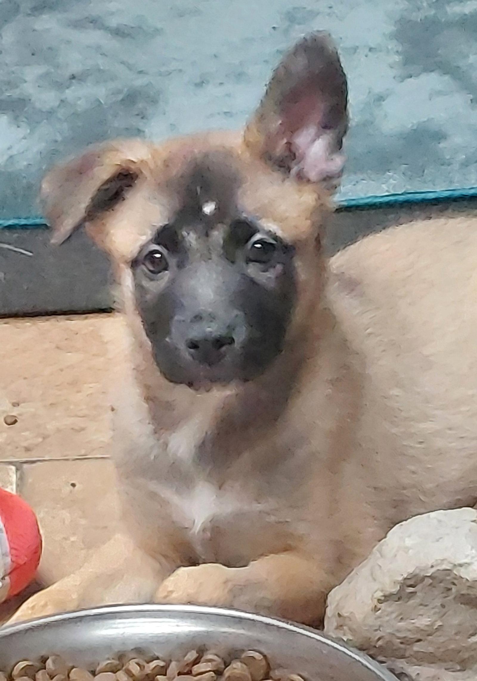 Enlarge Nellie, a Adopted Shepherd in Sanford, FL image 2/3
