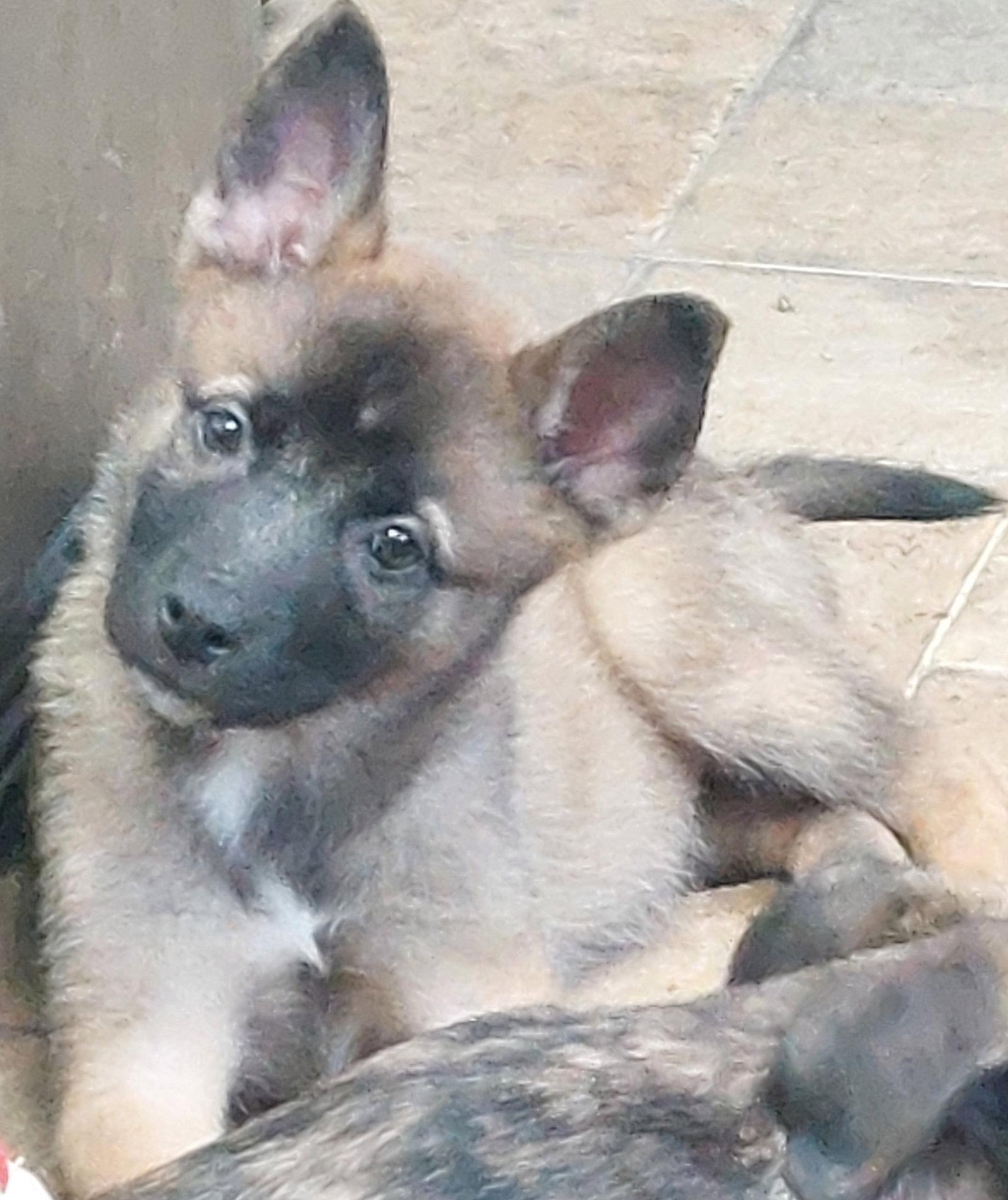Enlarge Nellie, a Adopted Shepherd in Sanford, FL image 3/3