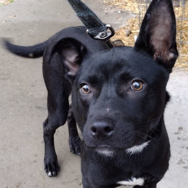 Enlarge Jean, a Adoptable mixed breed in Jasonville, IN image 2/4