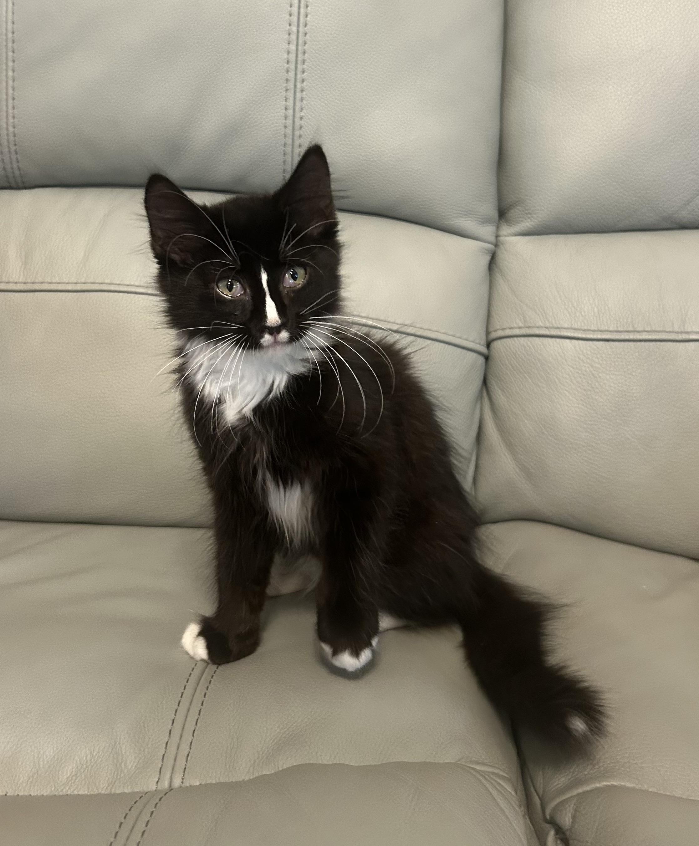 Dalton, a Adopted Domestic Medium Hair in Hammond, LA image 1/3