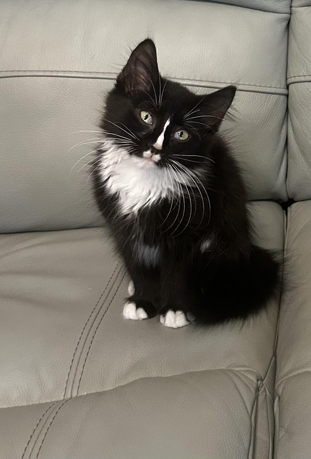 Dalton, a Adopted Domestic Medium Hair in Hammond, LA image 2/3