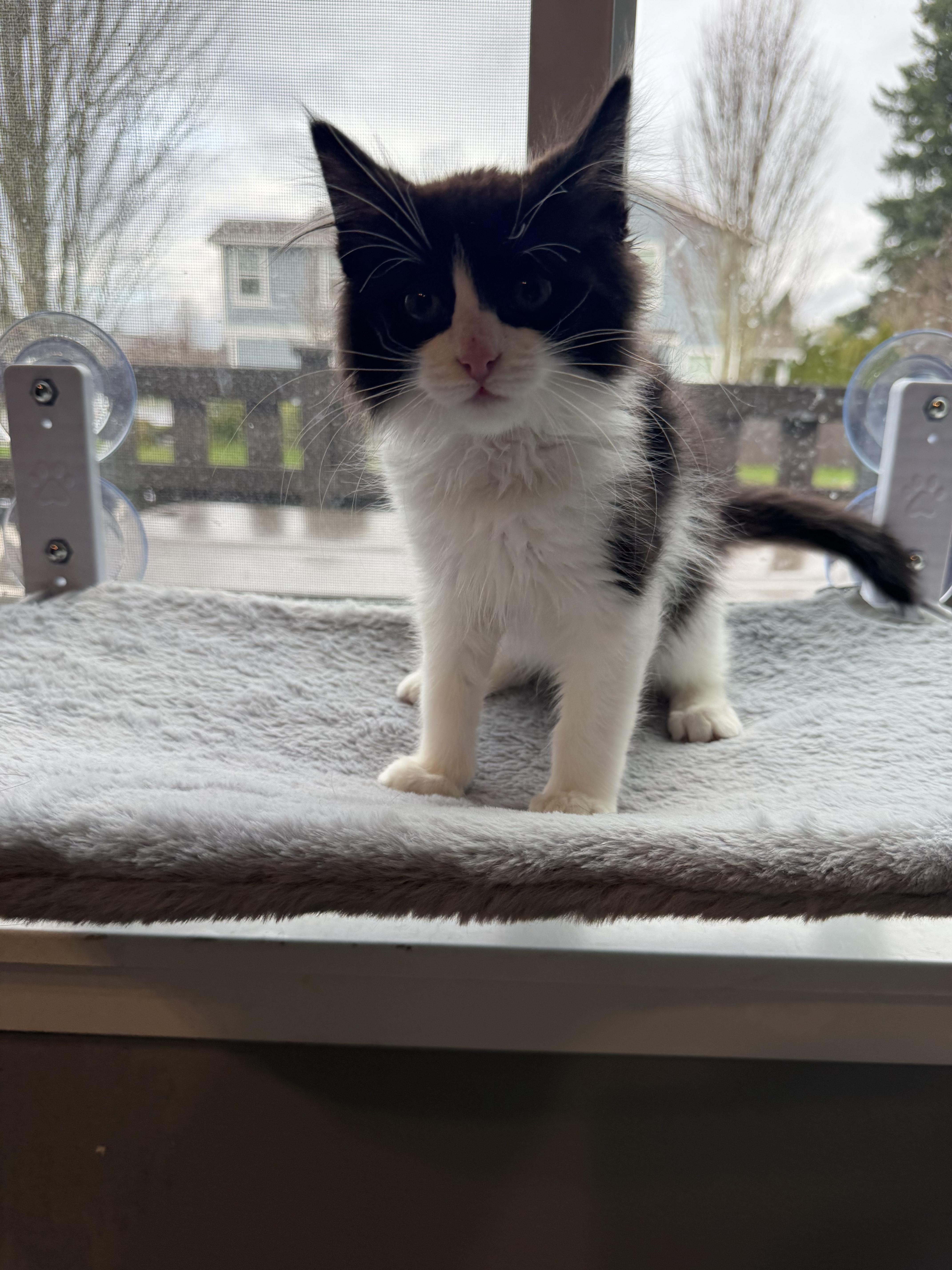 Enlarge Chandler, a ADOPTABLE Domestic Medium Hair in Rochester, WA image 3/5