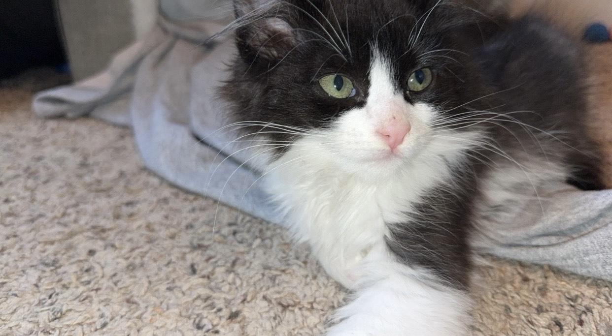 Enlarge Chandler, a ADOPTABLE Domestic Medium Hair in Rochester, WA image 1/5