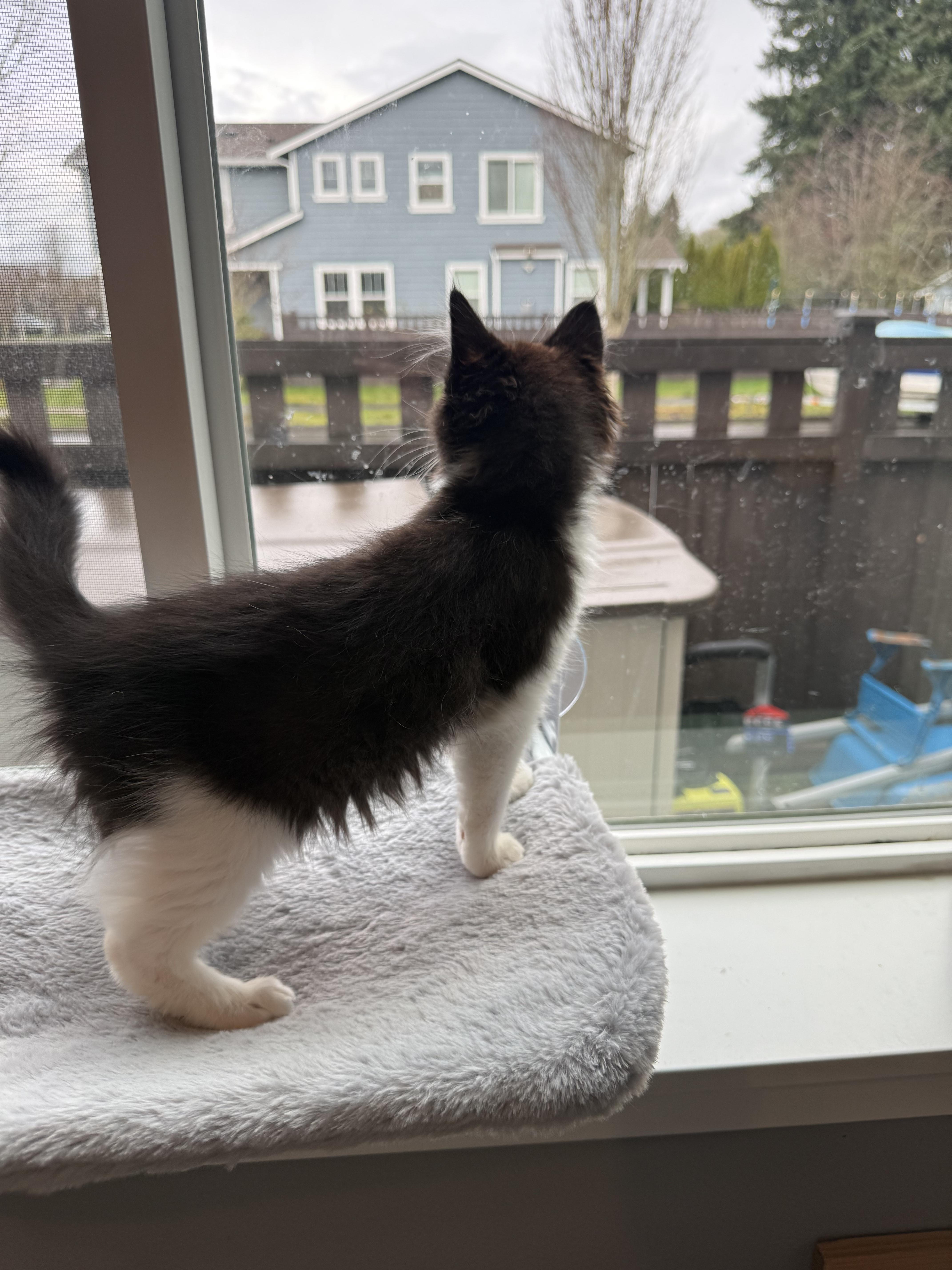 Enlarge Chandler, a ADOPTABLE Domestic Medium Hair in Rochester, WA image 5/5
