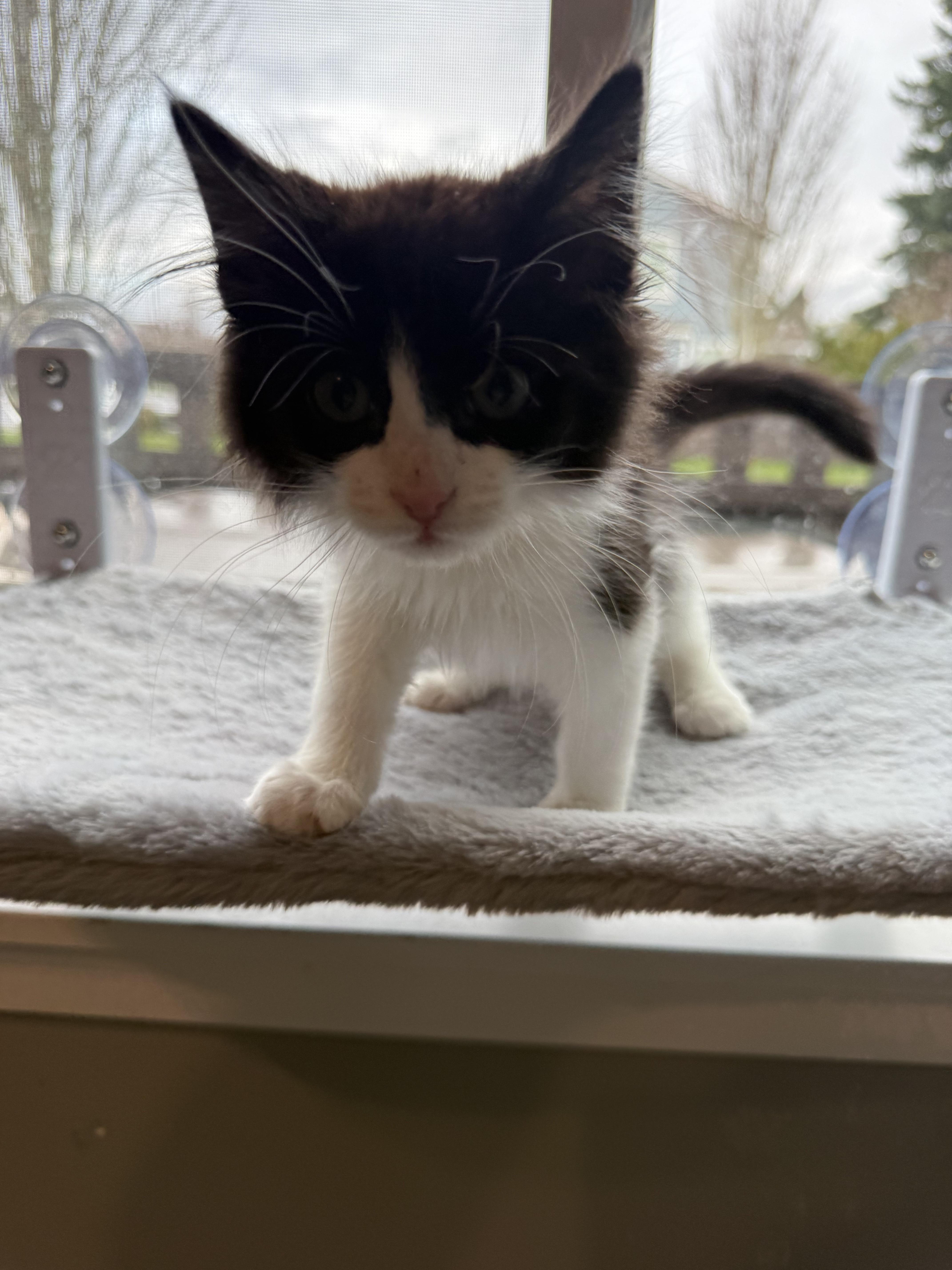 Enlarge Chandler, a ADOPTABLE Domestic Medium Hair in Rochester, WA image 4/5