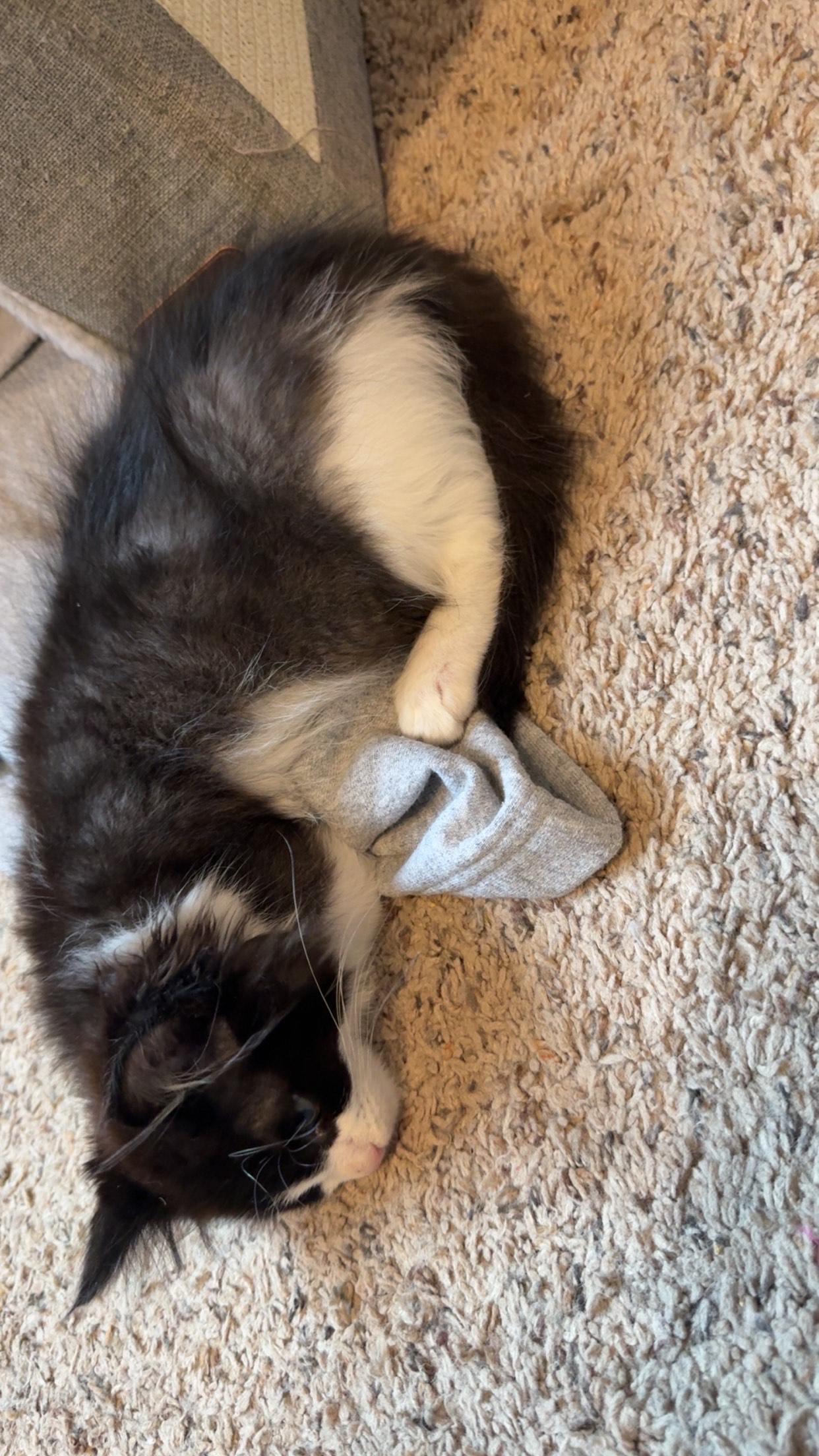 Enlarge Chandler, a ADOPTABLE Domestic Medium Hair in Rochester, WA image 2/5