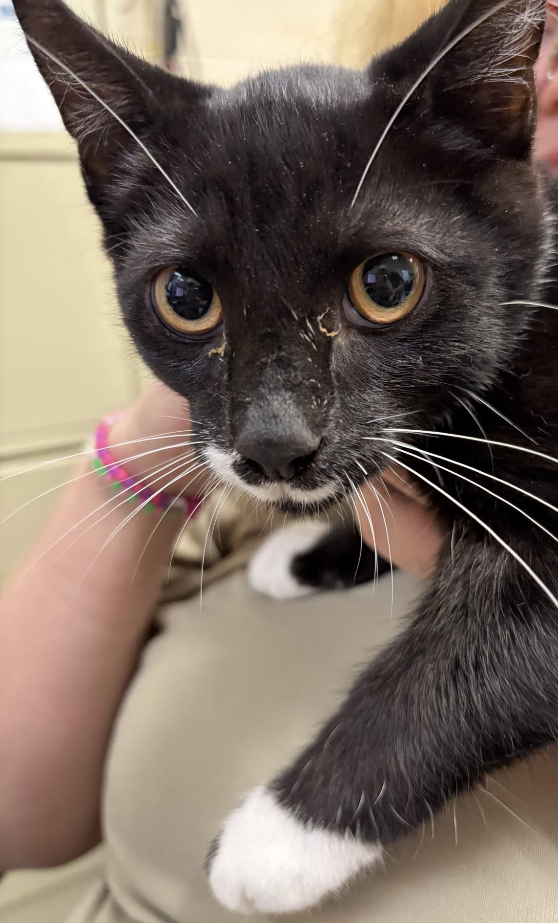 Enlarge Cayenne, a ADOPTABLE Domestic Short Hair in Elberon, VA image 1/1