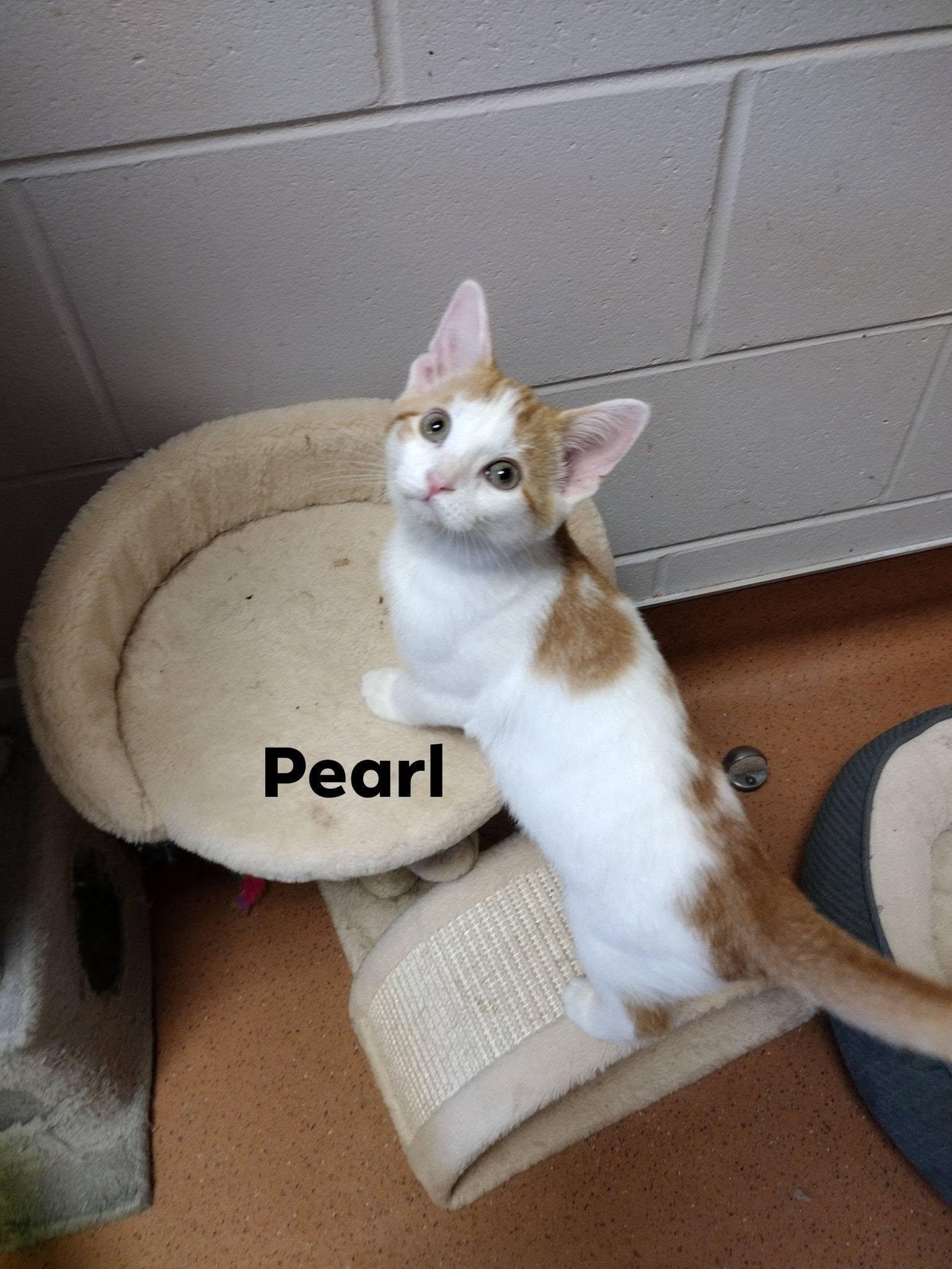 Pearl, ADOPTABLE, Young Female Domestic Short Hair.