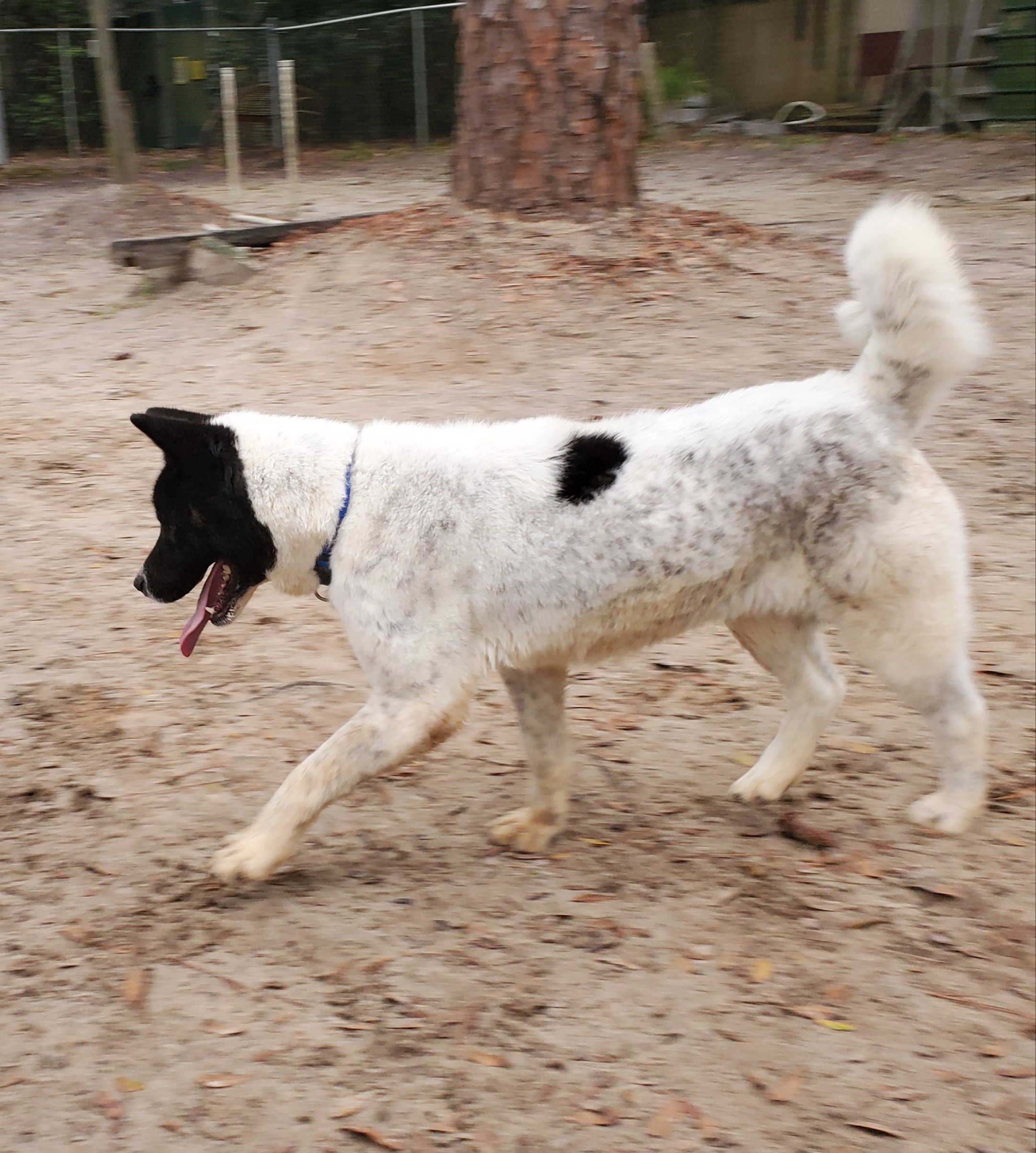 Tina, a Adoptable Akita in Jacksonville, FL image 1/8