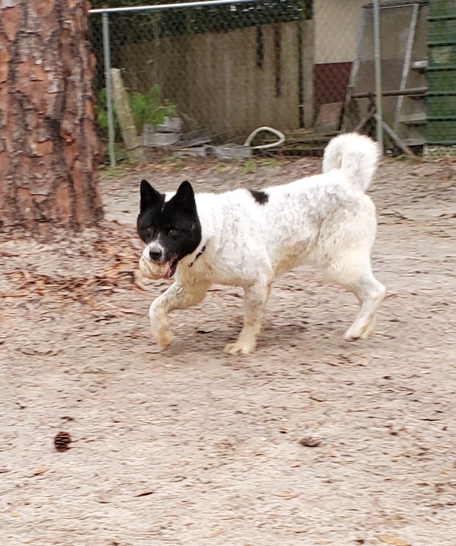 Tina, a Adoptable Akita in Jacksonville, FL image 2/8