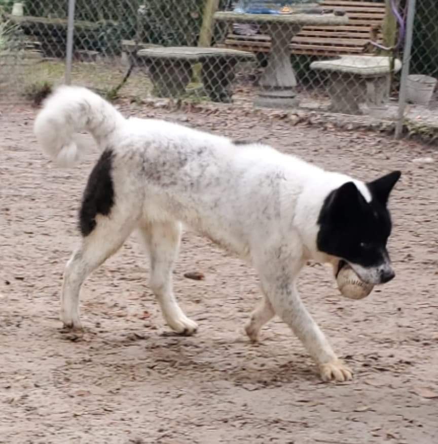 Tina, a Adoptable Akita in Jacksonville, FL image 3/8